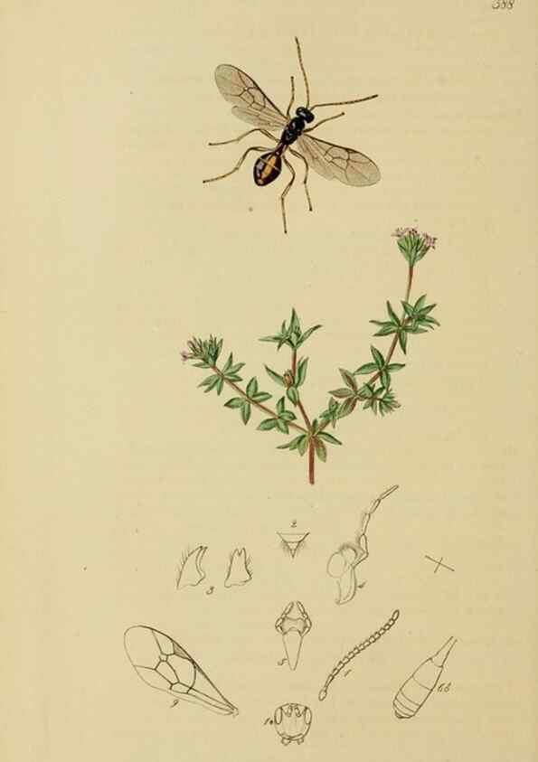 Reproducción/Reproduction 8044250154: British entomology;. London,Printed for the author,1823-40.