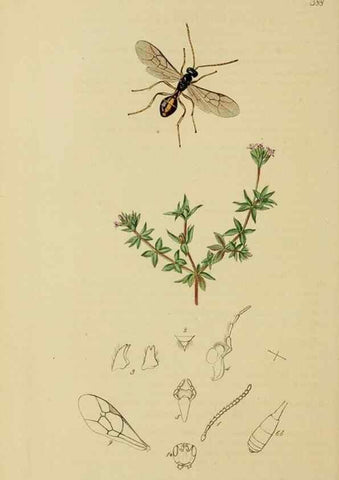 Reproducción/Reproduction 8044250154: British entomology;. London,Printed for the author,1823-40.