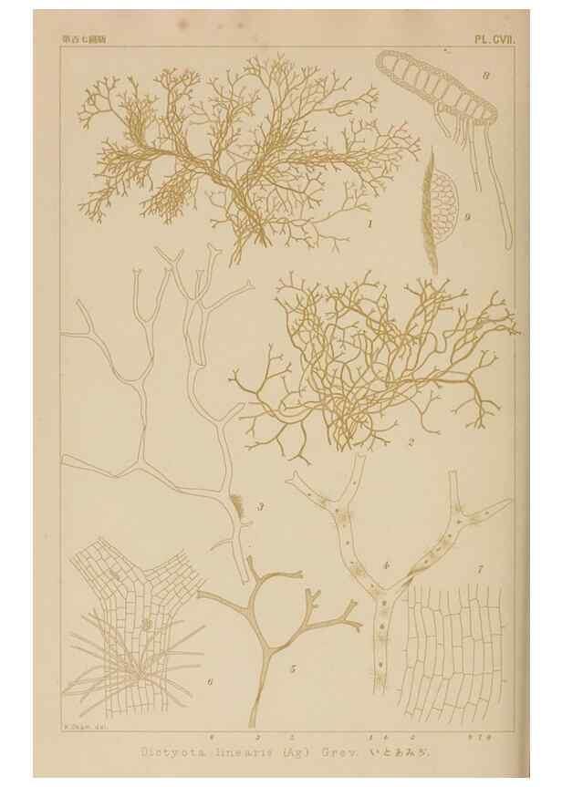 Reproducción/Reproduction 8006298849: Icones of Japanese algae.. Tokyo,Kazamashobo[1907-1942]