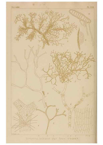 Reproducción/Reproduction 8006298849: Icones of Japanese algae.. Tokyo,Kazamashobo[1907-1942]