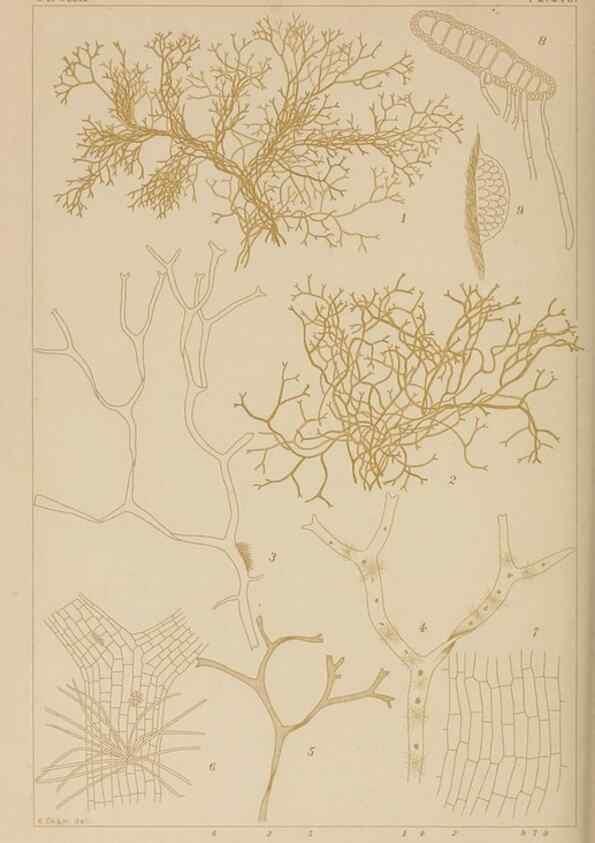 Reproducción/Reproduction 8006298849: Icones of Japanese algae.. Tokyo,Kazamashobo[1907-1942]