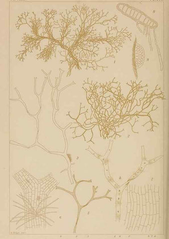 Reproducción/Reproduction 8006298849: Icones of Japanese algae.. Tokyo,Kazamashobo[1907-1942]