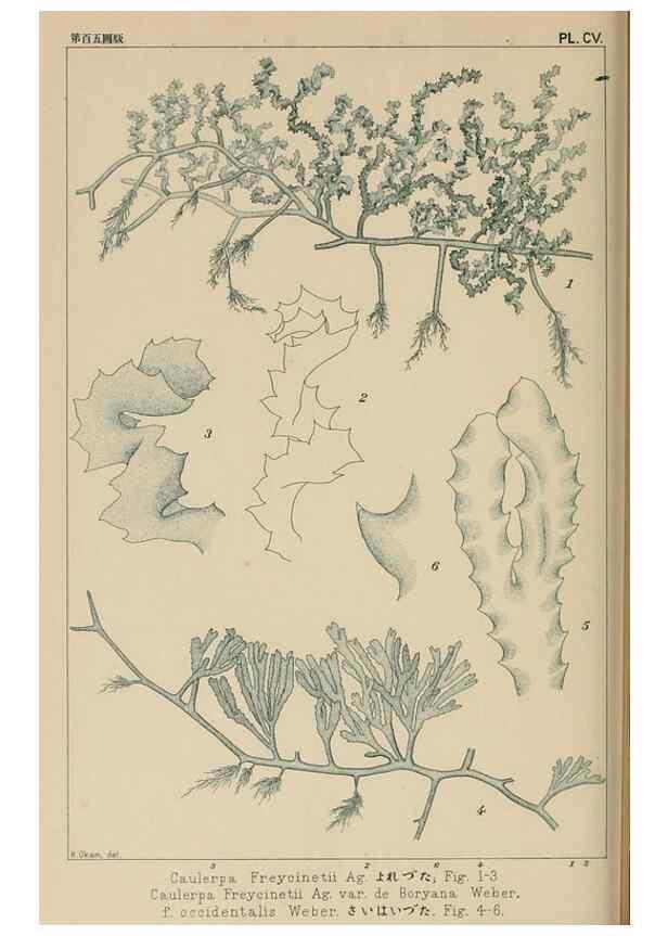 Reproducción/Reproduction 8006297903: Icones of Japanese algae.. Tokyo,Kazamashobo[1907-1942]