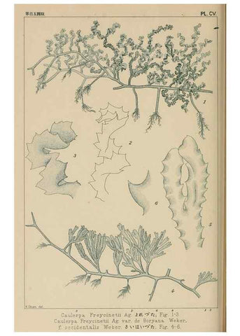 Reproducción/Reproduction 8006297903: Icones of Japanese algae.. Tokyo,Kazamashobo[1907-1942]