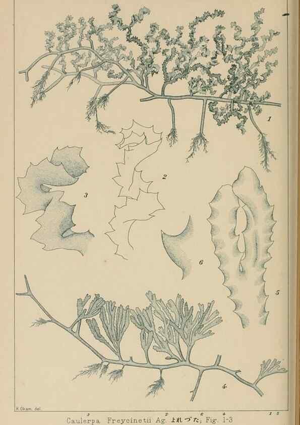 Reproducción/Reproduction 8006297903: Icones of Japanese algae.. Tokyo,Kazamashobo[1907-1942]