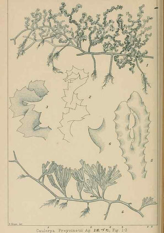Reproducción/Reproduction 8006297903: Icones of Japanese algae.. Tokyo,Kazamashobo[1907-1942]