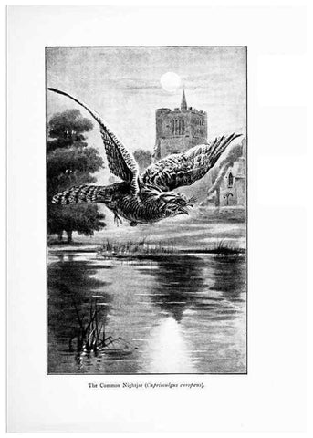 Reproducción/Reproduction 7995804912: Wonders of the bird world,. New York,Frederick A. Stokes company,[1921]