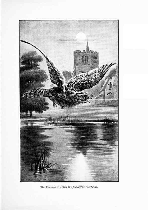 Reproducción/Reproduction 7995804912: Wonders of the bird world,. New York,Frederick A. Stokes company,[1921]