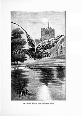 Reproducción/Reproduction 7995804912: Wonders of the bird world,. New York,Frederick A. Stokes company,[1921]