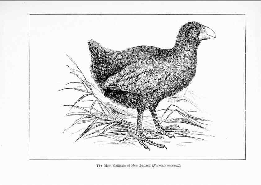 Reproducción/Reproduction 7995798811: Wonders of the bird world,. New York,Frederick A. Stokes company,[1921]