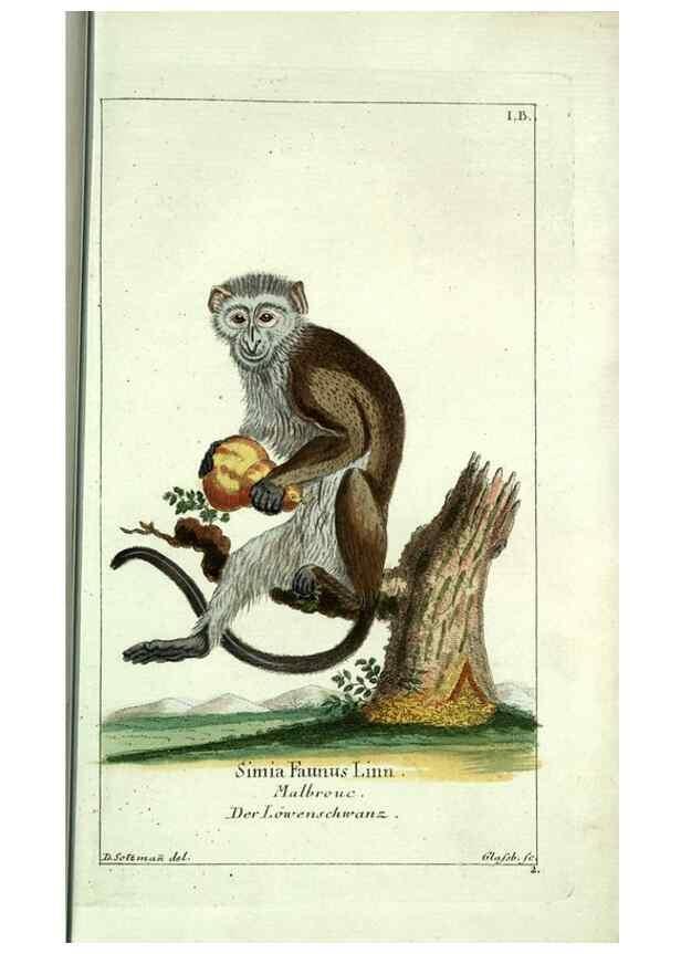 Reproducción/Reproduction 7999612328: Gemeinnüzzige Naturgeschichte des Thierreichs :. Berlin ;bei Gottlieb August Lange,1780-1789.