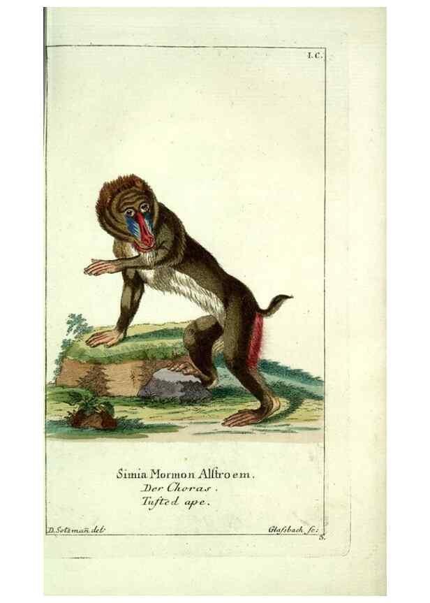Reproducción/Reproduction 7999609213: Gemeinnüzzige Naturgeschichte des Thierreichs :. Berlin ;bei Gottlieb August Lange,1780-1789.