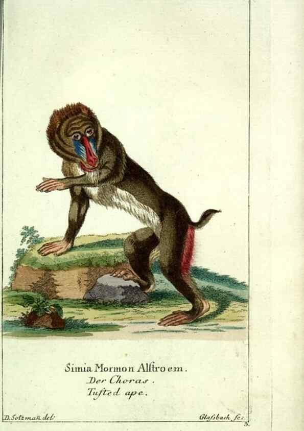 Reproducción/Reproduction 7999609213: Gemeinnüzzige Naturgeschichte des Thierreichs :. Berlin ;bei Gottlieb August Lange,1780-1789.