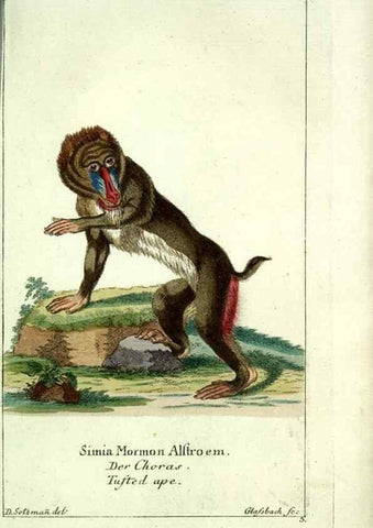 Reproducción/Reproduction 7999609213: Gemeinnüzzige Naturgeschichte des Thierreichs :. Berlin ;bei Gottlieb August Lange,1780-1789.