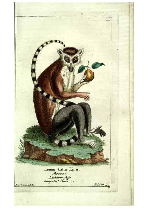 Reproducción/Reproduction 7999613284: Gemeinnüzzige Naturgeschichte des Thierreichs :. Berlin ;bei Gottlieb August Lange,1780-1789.