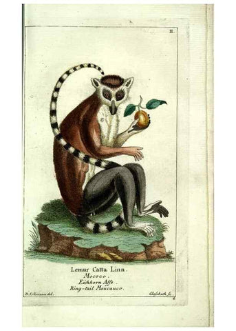 Reproducción/Reproduction 7999613284: Gemeinnüzzige Naturgeschichte des Thierreichs :. Berlin ;bei Gottlieb August Lange,1780-1789.