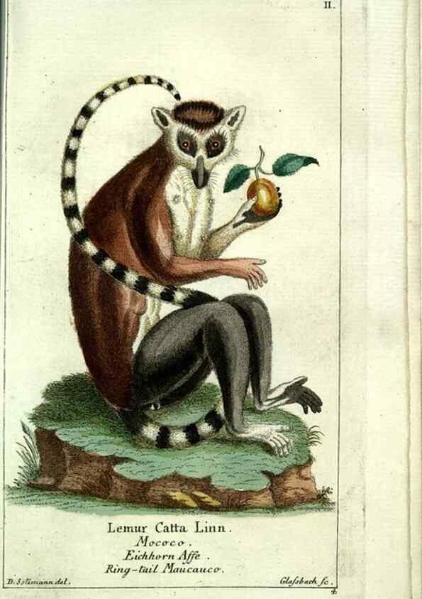 Reproducción/Reproduction 7999613284: Gemeinnüzzige Naturgeschichte des Thierreichs :. Berlin ;bei Gottlieb August Lange,1780-1789.