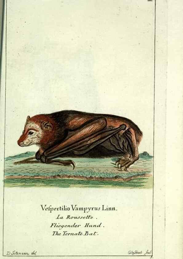 Reproducción/Reproduction 7999610201: Gemeinnüzzige Naturgeschichte des Thierreichs :. Berlin ;bei Gottlieb August Lange,1780-1789.