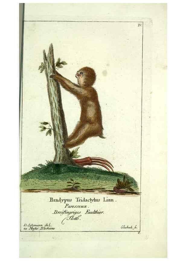 Reproducción/Reproduction 7999614268: Gemeinnüzzige Naturgeschichte des Thierreichs :. Berlin ;bei Gottlieb August Lange,1780-1789.
