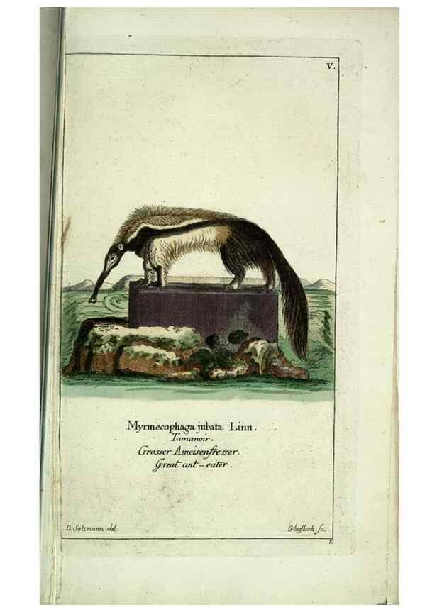 Reproducción/Reproduction 7999611303: Gemeinnüzzige Naturgeschichte des Thierreichs :. Berlin ;bei Gottlieb August Lange,1780-1789.