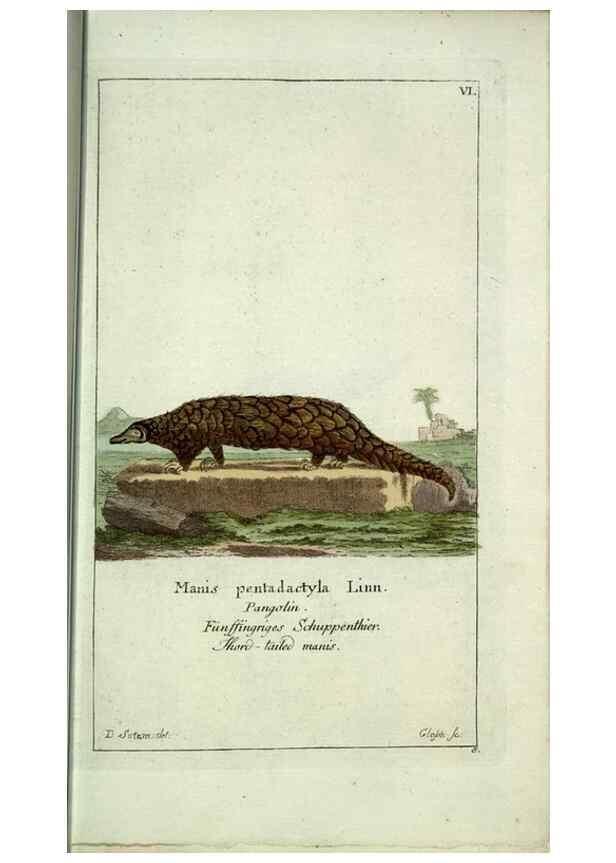 Reproducción/Reproduction 7999615430: Gemeinnüzzige Naturgeschichte des Thierreichs :. Berlin ;bei Gottlieb August Lange,1780-1789.