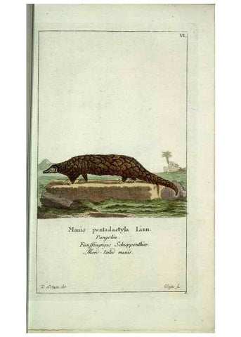 Reproducción/Reproduction 7999615430: Gemeinnüzzige Naturgeschichte des Thierreichs :. Berlin ;bei Gottlieb August Lange,1780-1789.