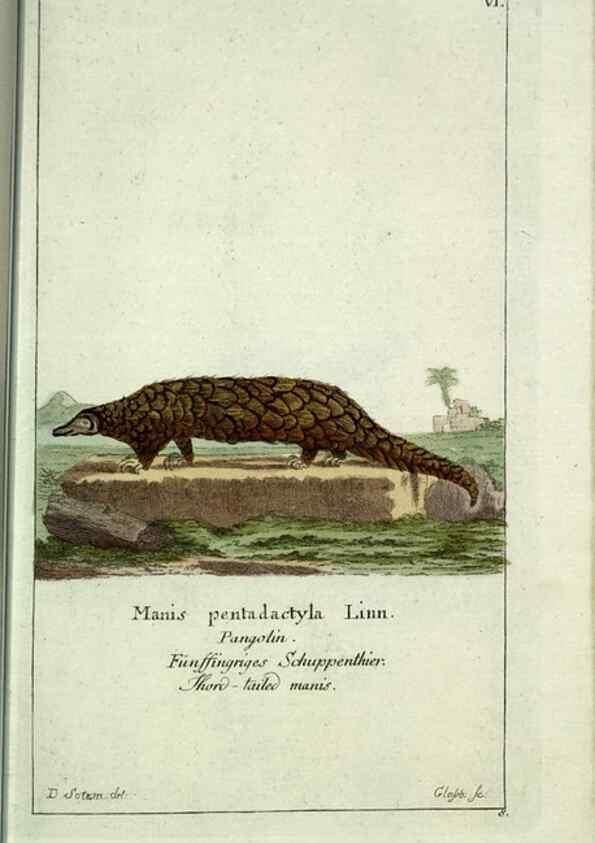 Reproducción/Reproduction 7999615430: Gemeinnüzzige Naturgeschichte des Thierreichs :. Berlin ;bei Gottlieb August Lange,1780-1789.