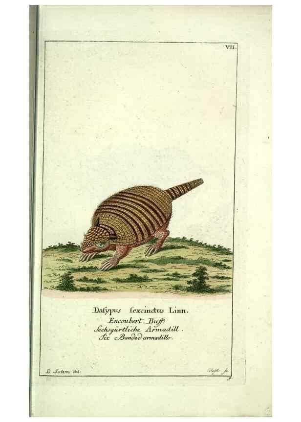 Reproducción/Reproduction 7999612323: Gemeinnüzzige Naturgeschichte des Thierreichs :. Berlin ;bei Gottlieb August Lange,1780-1789.