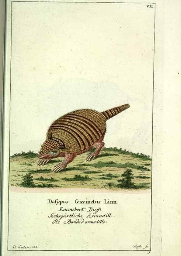 Reproducción/Reproduction 7999612323: Gemeinnüzzige Naturgeschichte des Thierreichs :. Berlin ;bei Gottlieb August Lange,1780-1789.
