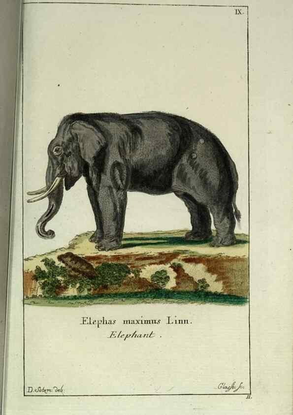 Reproducción/Reproduction 7999616968: Gemeinnüzzige Naturgeschichte des Thierreichs :. Berlin ;bei Gottlieb August Lange,1780-1789.