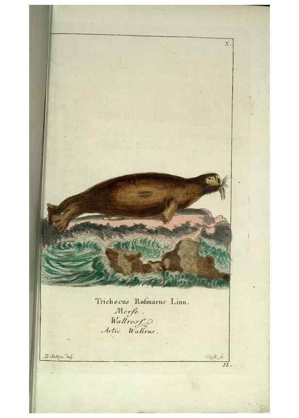 Reproducción/Reproduction 7999613839: Gemeinnüzzige Naturgeschichte des Thierreichs :. Berlin ;bei Gottlieb August Lange,1780-1789.