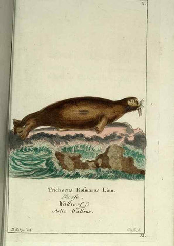 Reproducción/Reproduction 7999613839: Gemeinnüzzige Naturgeschichte des Thierreichs :. Berlin ;bei Gottlieb August Lange,1780-1789.