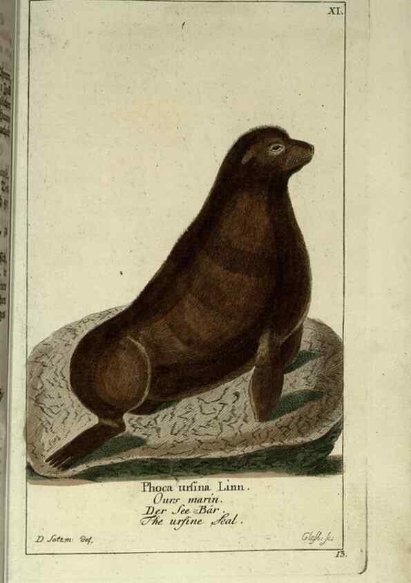Reproducción/Reproduction 7999614287: Gemeinnüzzige Naturgeschichte des Thierreichs :. Berlin ;bei Gottlieb August Lange,1780-1789.