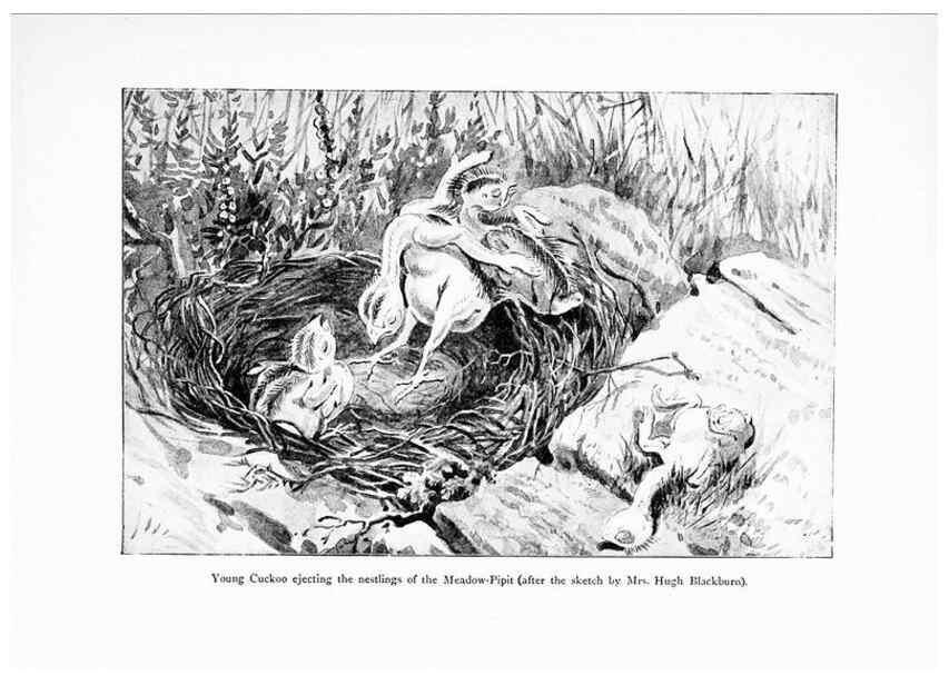 Reproducción/Reproduction 7995797479: Wonders of the bird world,. New York,Frederick A. Stokes company,[1921]