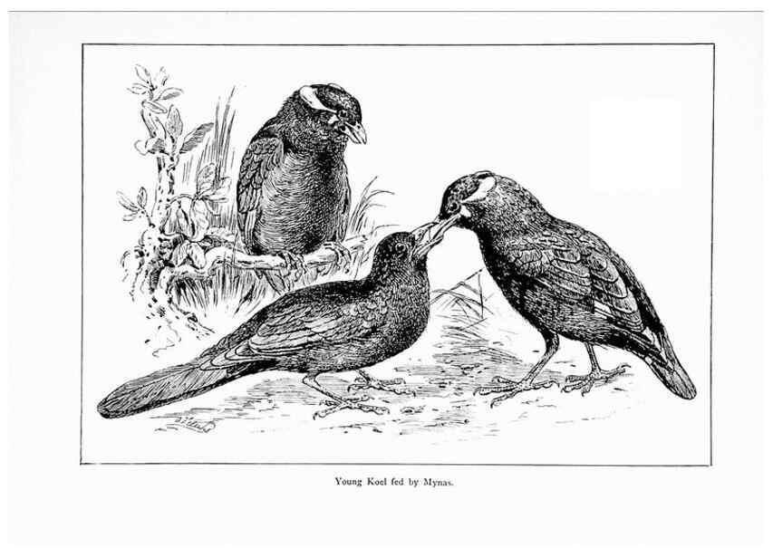 Reproducción/Reproduction 7995803758: Wonders of the bird world,. New York,Frederick A. Stokes company,[1921]