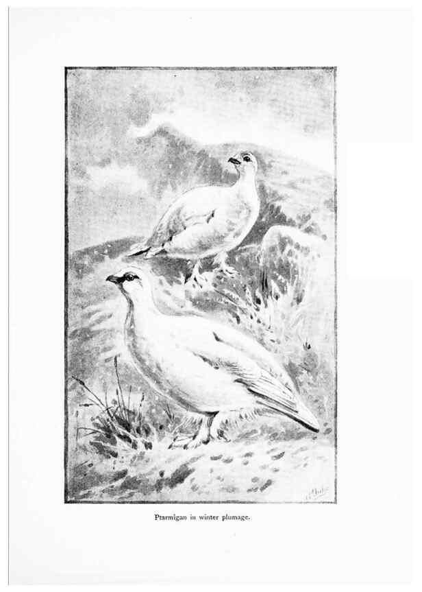Reproducción/Reproduction 7995803150: Wonders of the bird world,. New York,Frederick A. Stokes company,[1921]