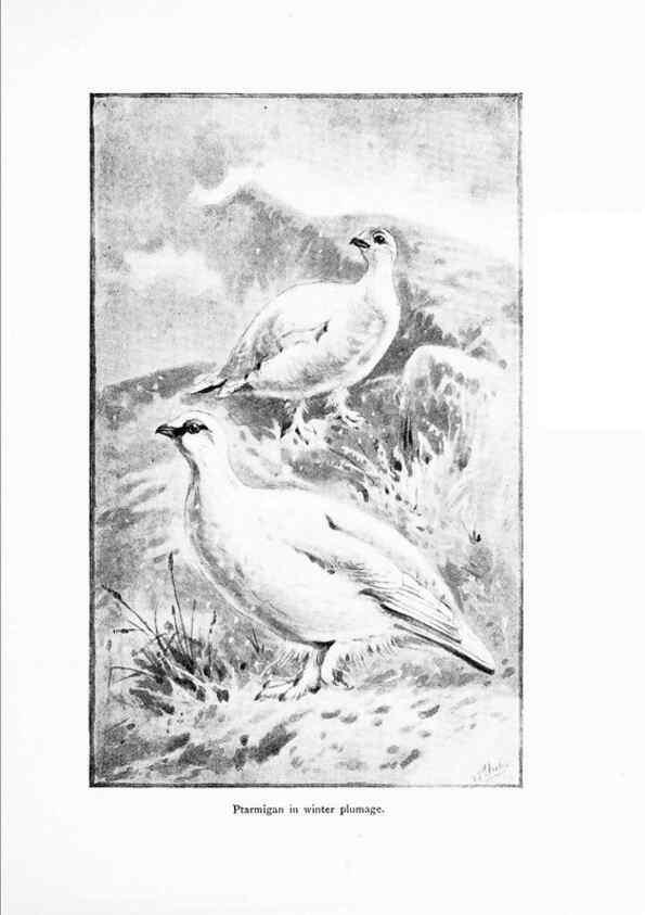 Reproducción/Reproduction 7995803150: Wonders of the bird world,. New York,Frederick A. Stokes company,[1921]