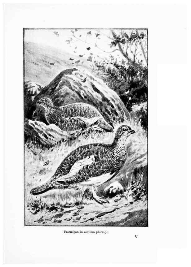 Reproducción/Reproduction 7995795847: Wonders of the bird world,. New York,Frederick A. Stokes company,[1921]