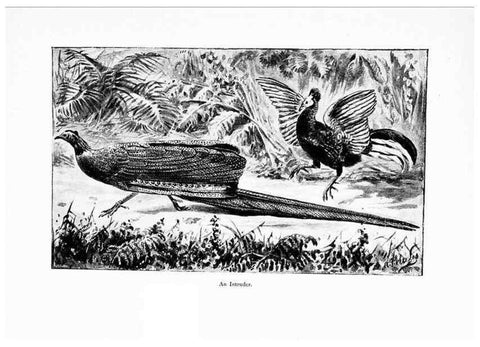Reproducción/Reproduction 7995786847: Wonders of the bird world,. New York,Frederick A. Stokes company,[1921]
