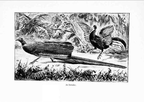 Reproducción/Reproduction 7995786847: Wonders of the bird world,. New York,Frederick A. Stokes company,[1921]