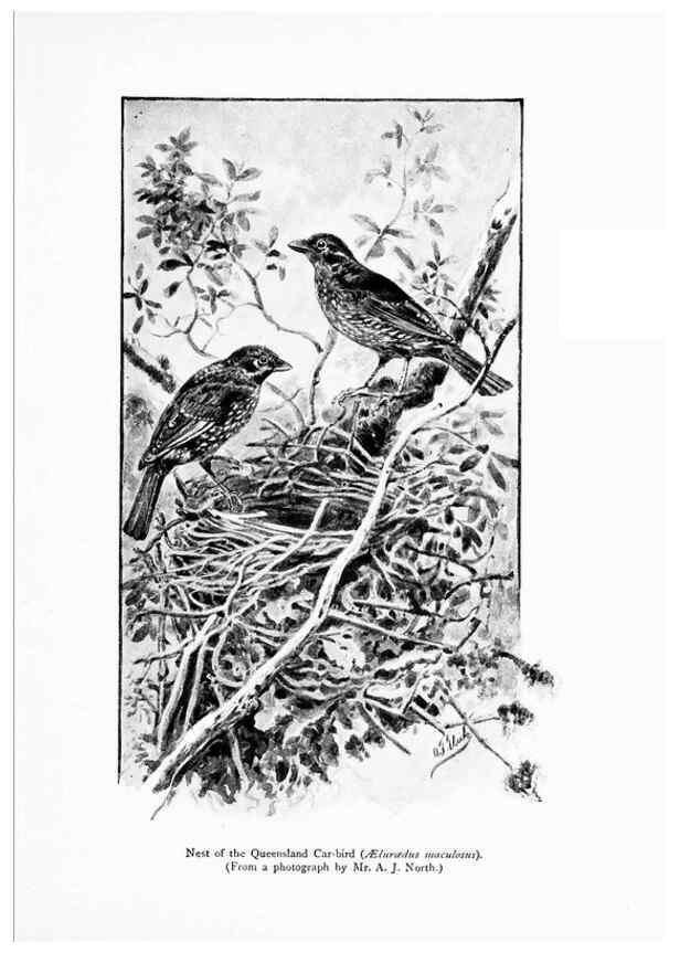 Reproducción/Reproduction 7995787505: Wonders of the bird world,. New York,Frederick A. Stokes company,[1921]
