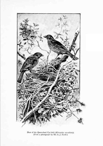 Reproducción/Reproduction 7995787505: Wonders of the bird world,. New York,Frederick A. Stokes company,[1921]