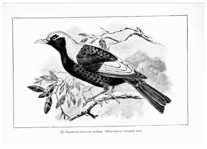 Reproducción/Reproduction 7995794934: Wonders of the bird world,. New York,Frederick A. Stokes company,[1921]