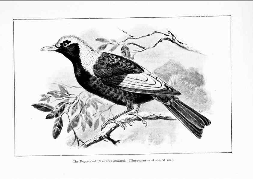 Reproducción/Reproduction 7995794934: Wonders of the bird world,. New York,Frederick A. Stokes company,[1921]