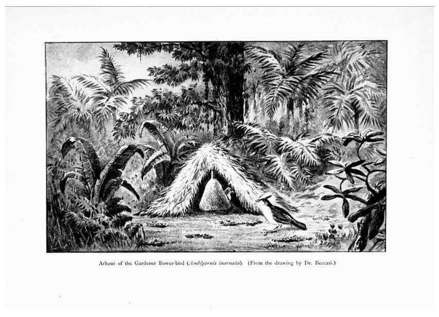 Reproducción/Reproduction 7995788663: Wonders of the bird world,. New York,Frederick A. Stokes company,[1921]