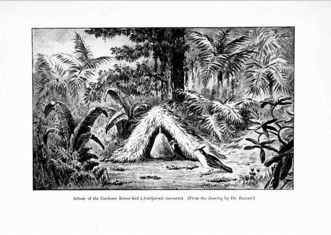 Reproducción/Reproduction 7995788663: Wonders of the bird world,. New York,Frederick A. Stokes company,[1921]