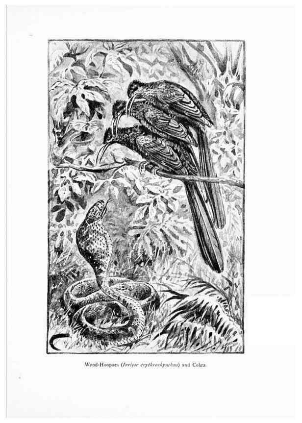 Reproducción/Reproduction 7995796032: Wonders of the bird world,. New York,Frederick A. Stokes company,[1921]