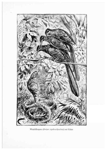 Reproducción/Reproduction 7995796032: Wonders of the bird world,. New York,Frederick A. Stokes company,[1921]