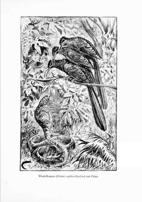 Reproducción/Reproduction 7995796032: Wonders of the bird world,. New York,Frederick A. Stokes company,[1921]