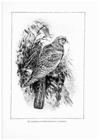 Reproducción/Reproduction 7995797150: Wonders of the bird world,. New York,Frederick A. Stokes company,[1921]